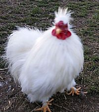 inleveren Flash combinatie mooie witte zijden kippen | Kippen advertenties