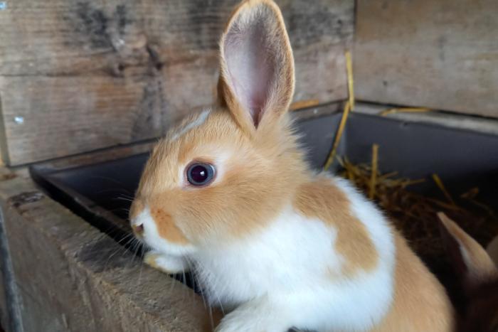 Beperken bedriegen Overdreven 4 mooie konijnen te koop | Konijnen advertenties