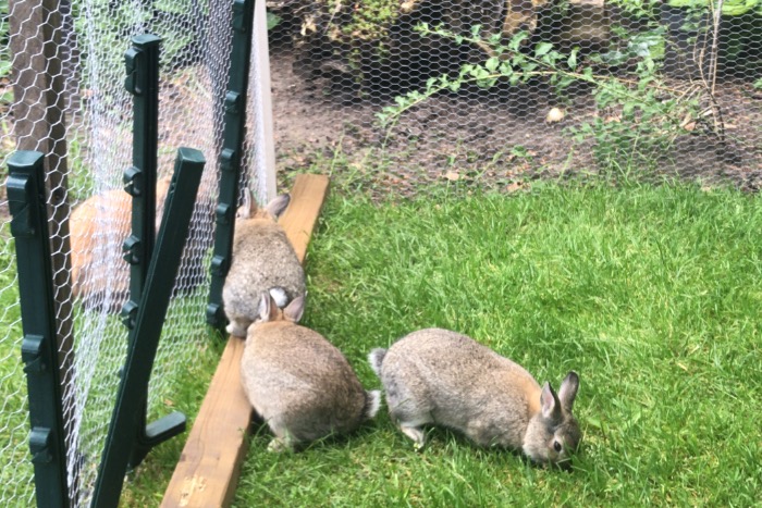 jonge konijnen (vosjes)