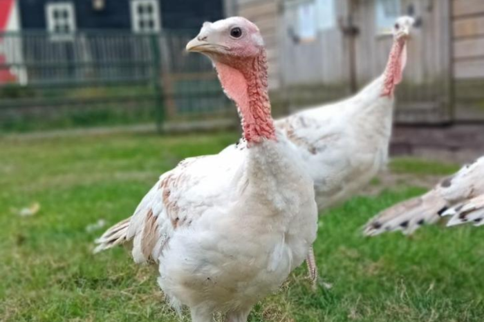 ronquiere kalkoenkuikens van zorgboerderij